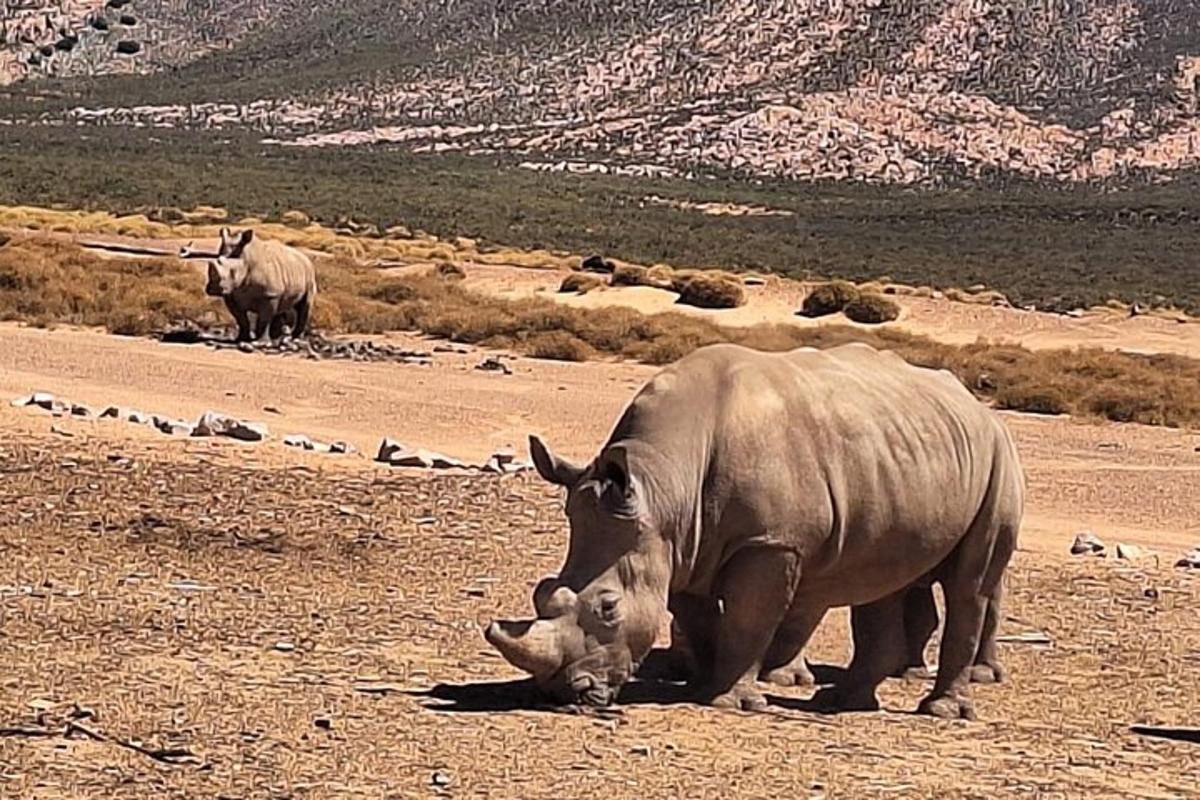 Un rinoceronte tendido en el suelo en un campo