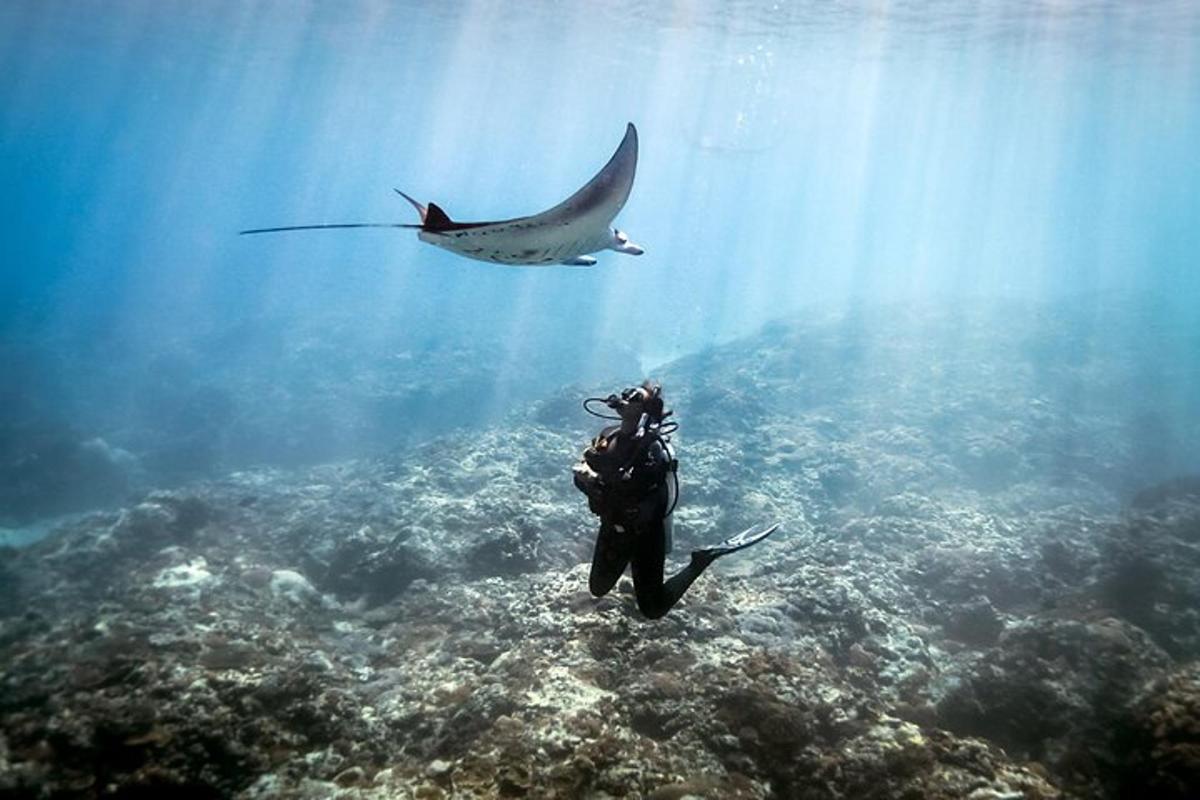 osoba plavající v oceánu se žralokem v pozadí