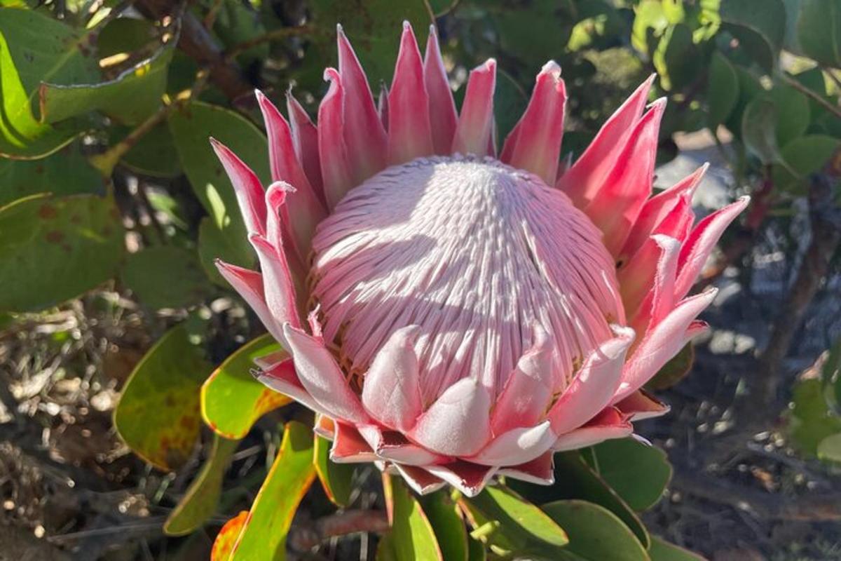 en röd och vit blomma på ett träd