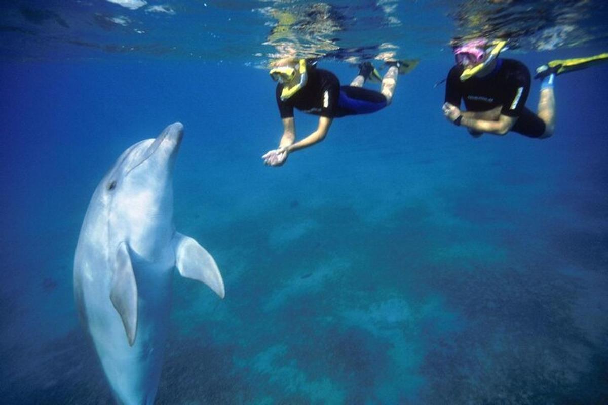 due persone che nuotano nell'acqua con un delfino