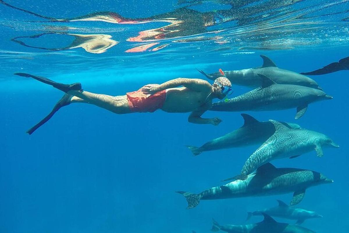 una donna che nuota nell'acqua con un gruppo di delfini