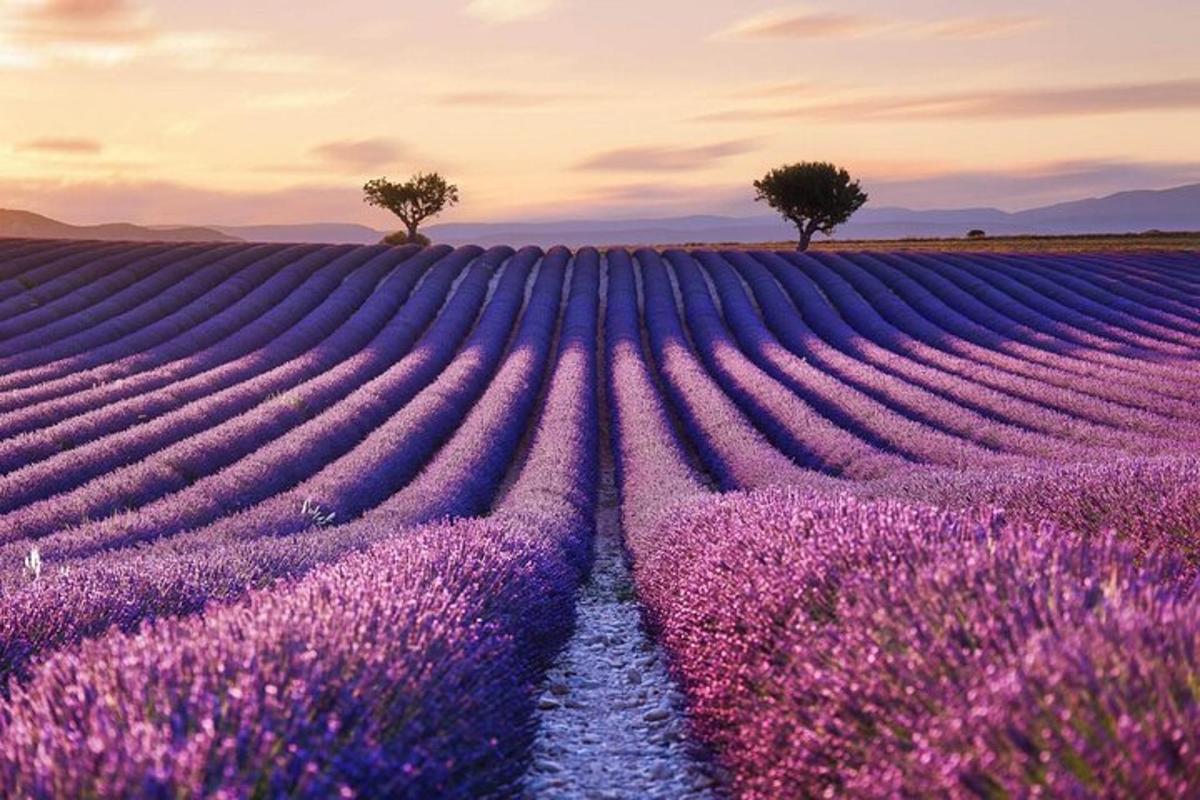ladang lavender dengan bunga ungu