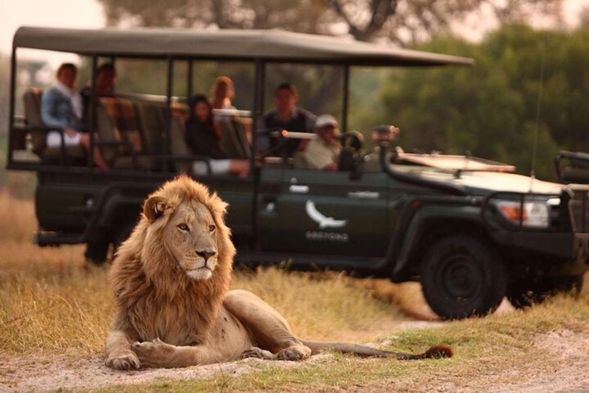 Un león sentado delante de un vehículo con gente.