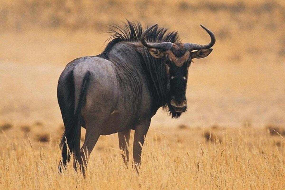 un animal mare cu coarne lungi care merge pe câmp