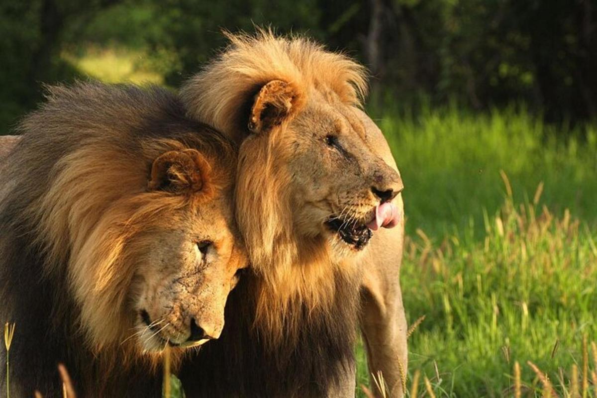 zwei Löwen stehen auf einer Wiese