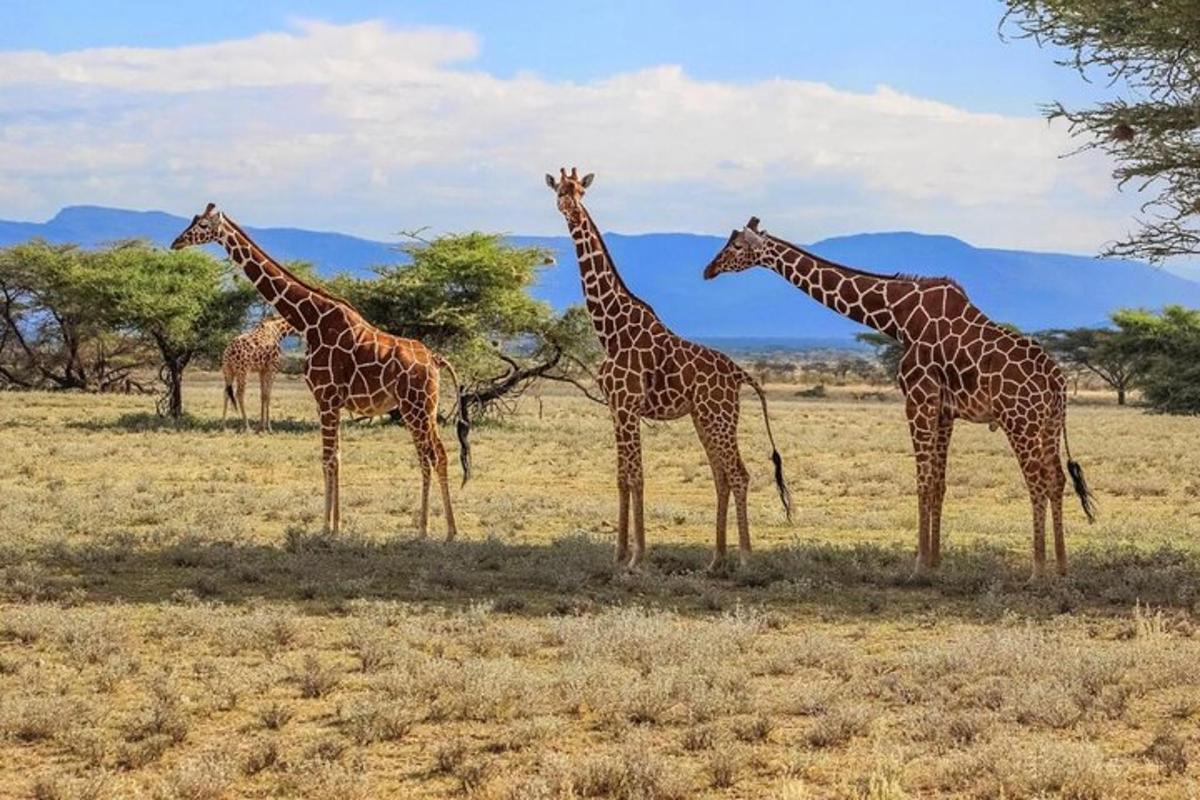 un grup de girafe stând pe un câmp