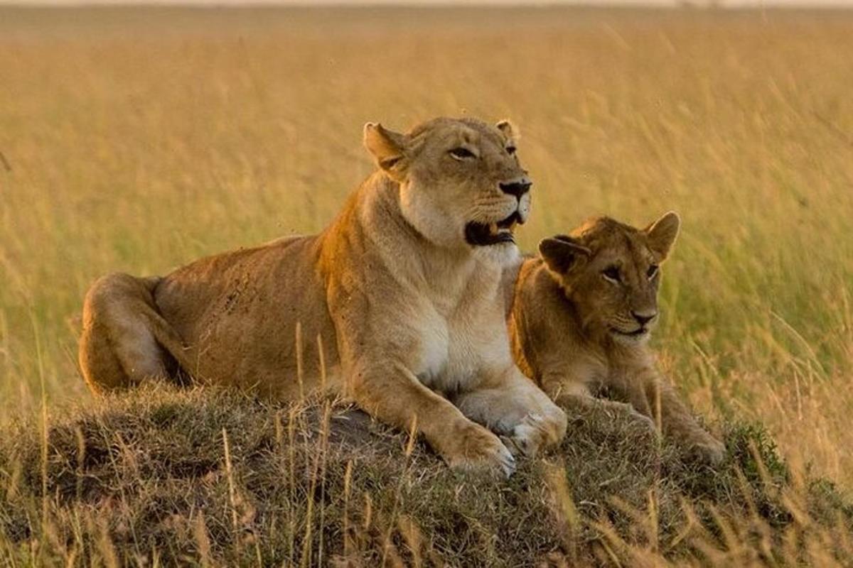 dois leões deitados na grama em um campo