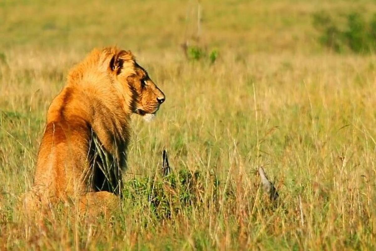 um leão deitado em um campo de grama alta