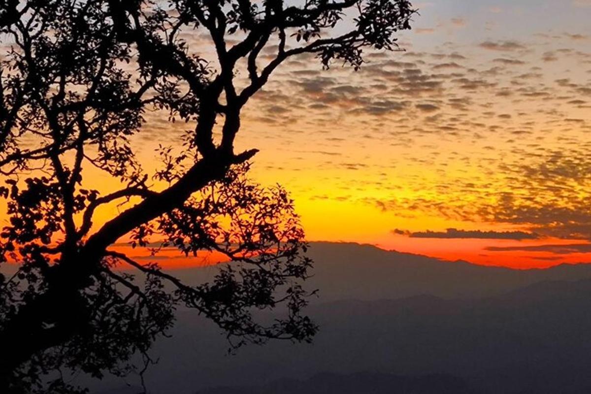una sagoma di un albero con un tramonto sullo sfondo