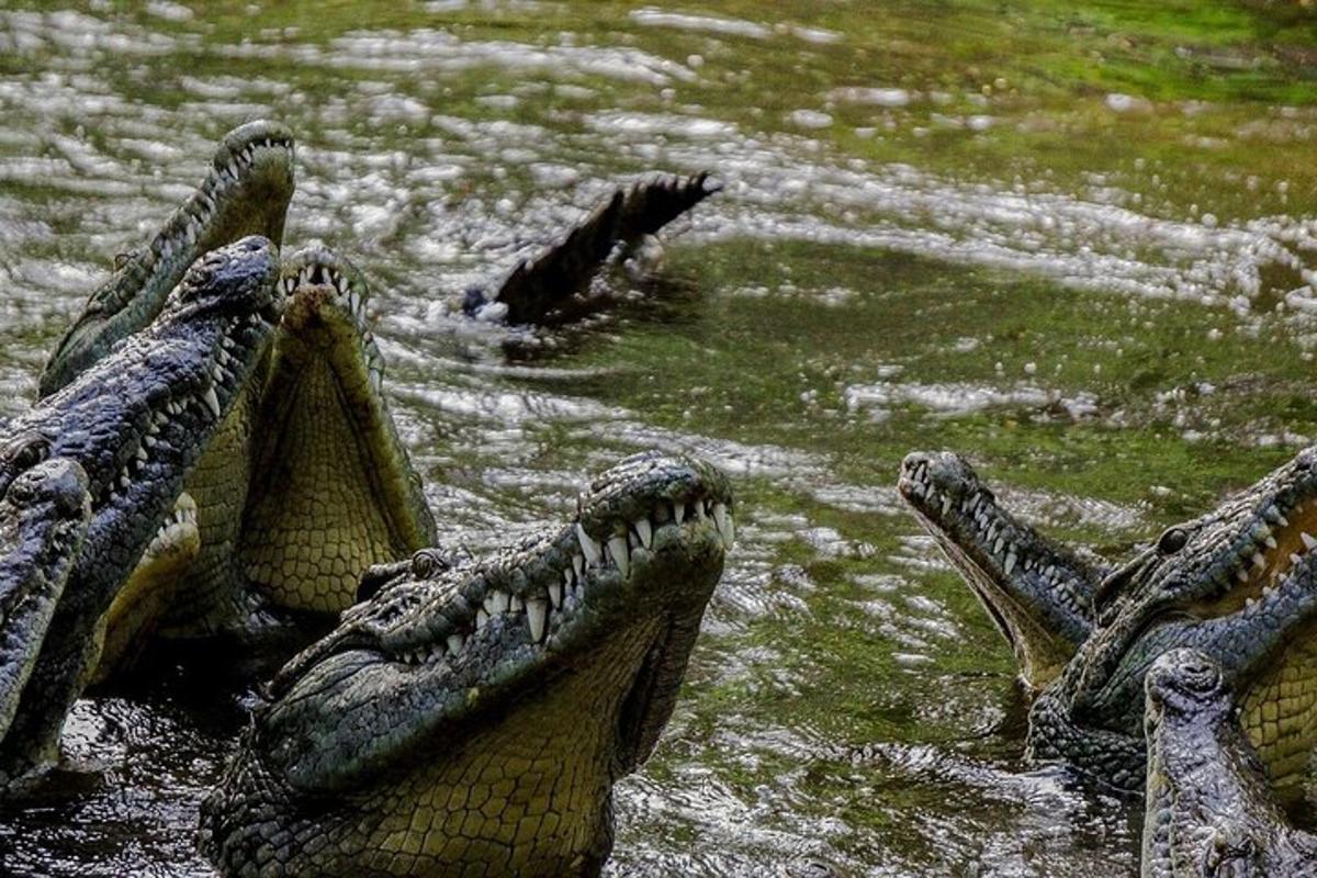 un grup de cocodrils estirats a l'aigua