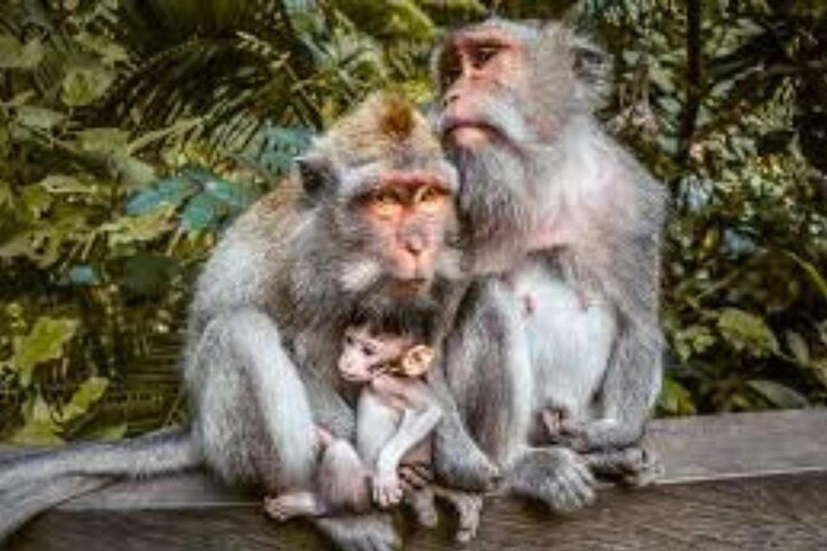 um grupo de macacos sentados um ao lado do outro