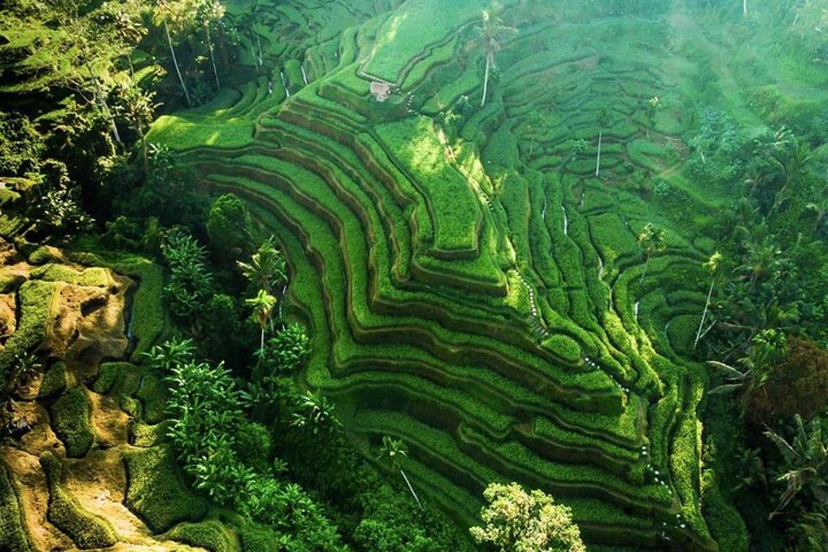 uma vista aérea de um campo verde em socalcos