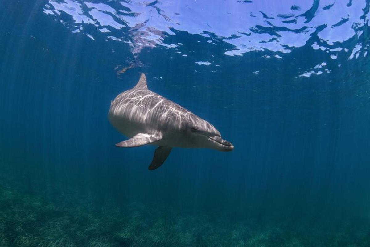 un tiburón ballena nadando en el agua