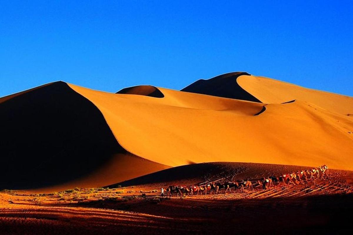 a group of animals walking on a sand dune