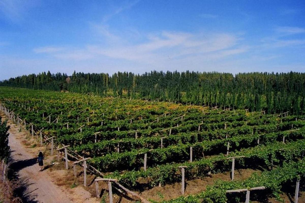 vinograd z osebo, ki stoji sredi polja