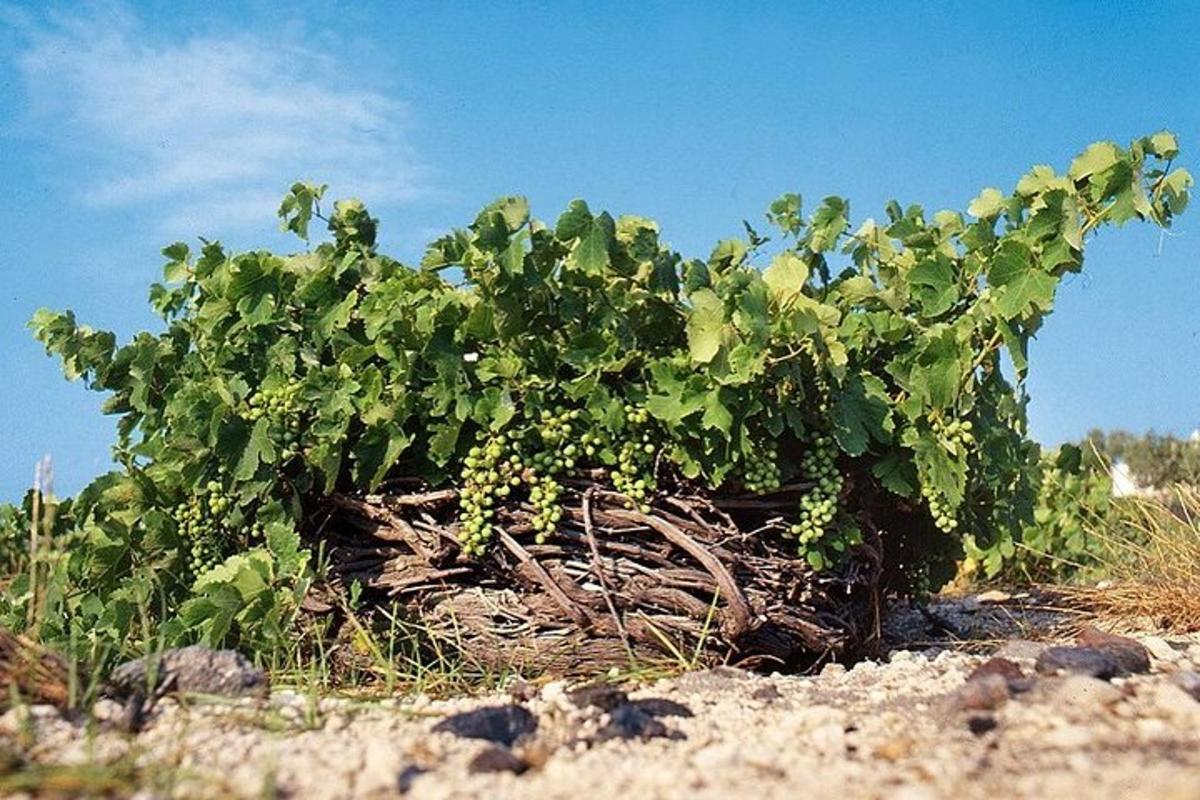 una pianta verde seduta in cima a un campo