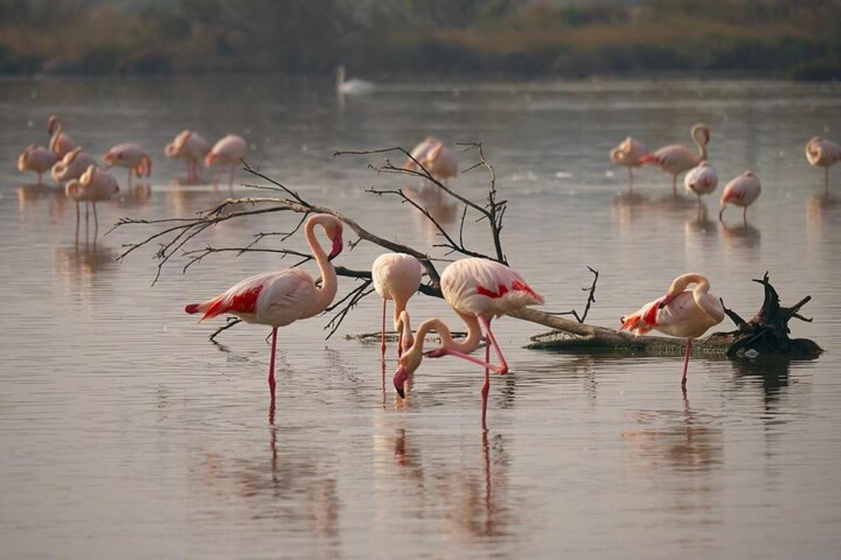 sekawanan flamingo merah muda berdiri di air
