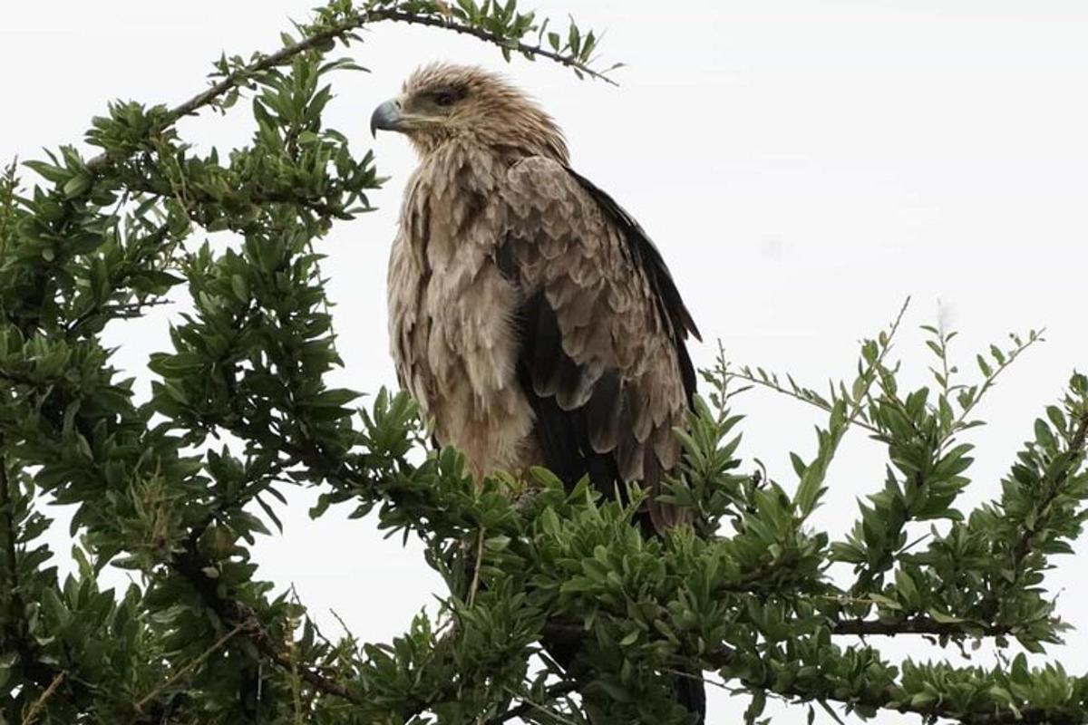 seekor burung hinggap di atas dahan pokok