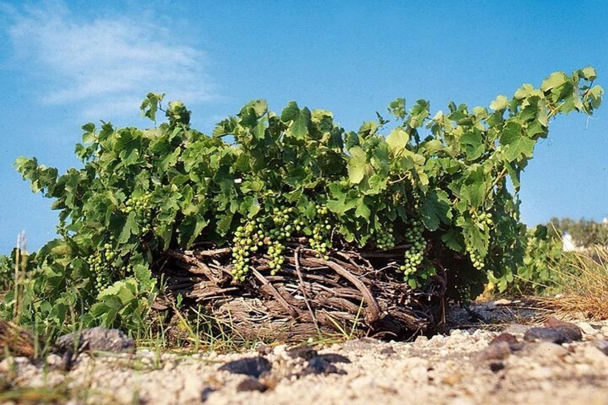 een plant met groene bladeren op de grond