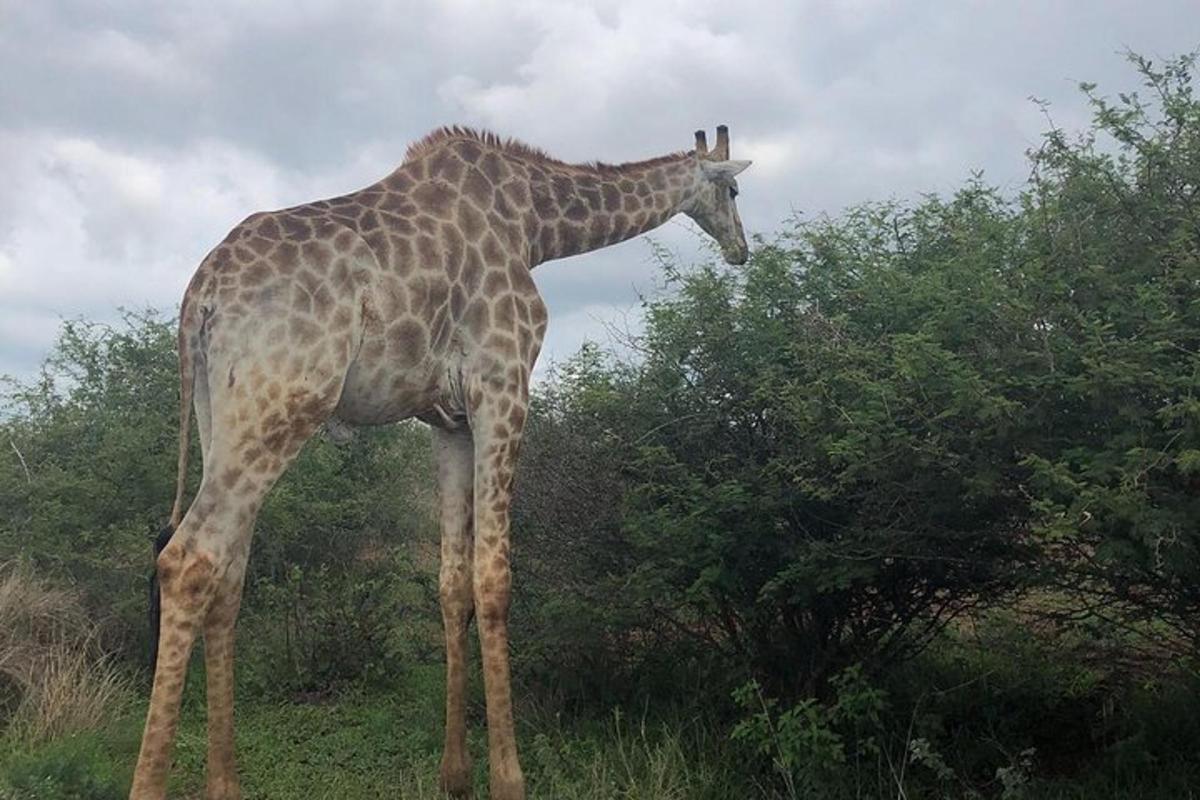 žirafa stojící vedle stromu v poli