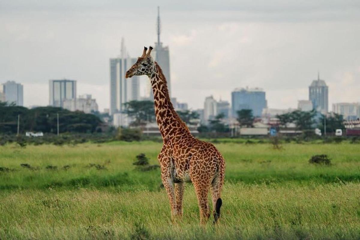Una jirafa parada en un campo con una ciudad al fondo.