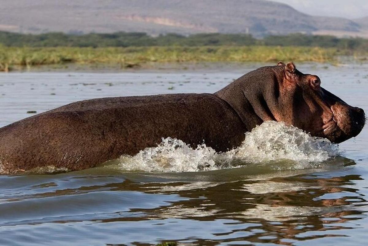 seekor kuda perang besar berenang di dalam air