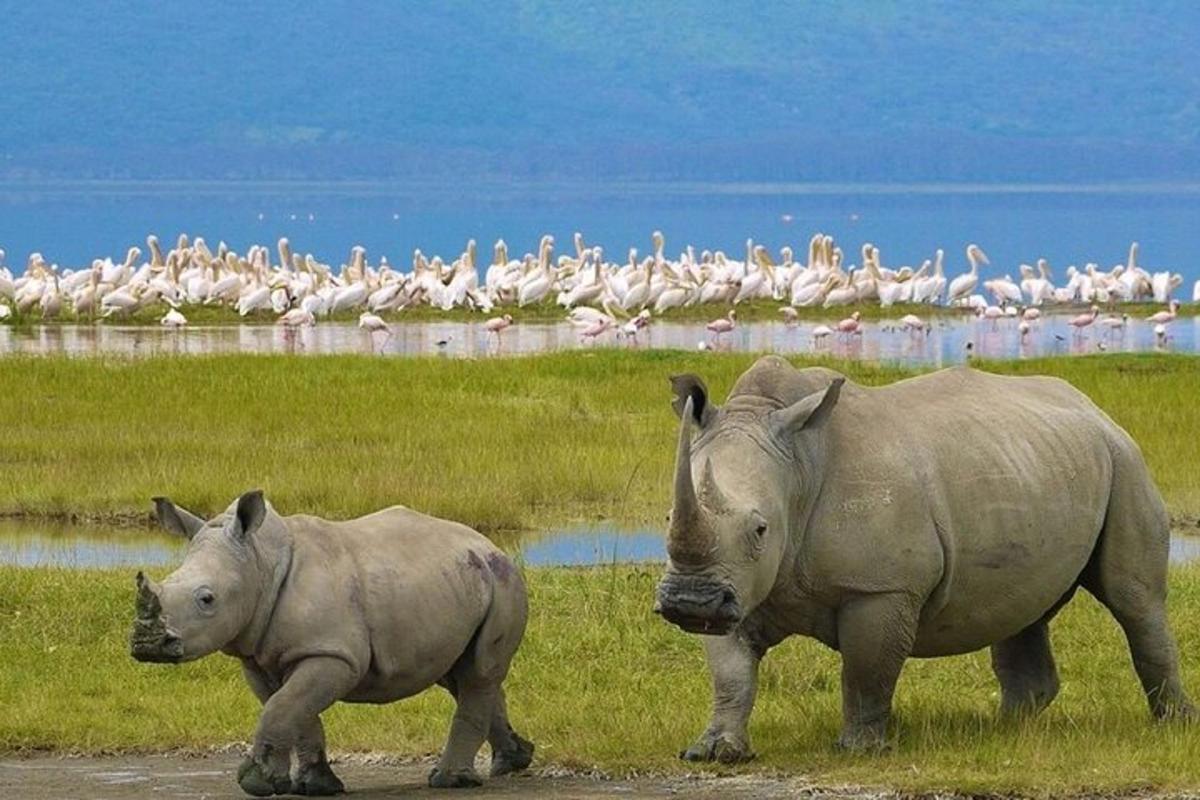 a couple of rhinos walking in a field with birds