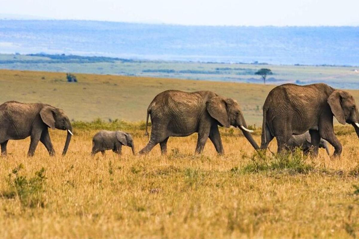 a herd of elephants walking through a field