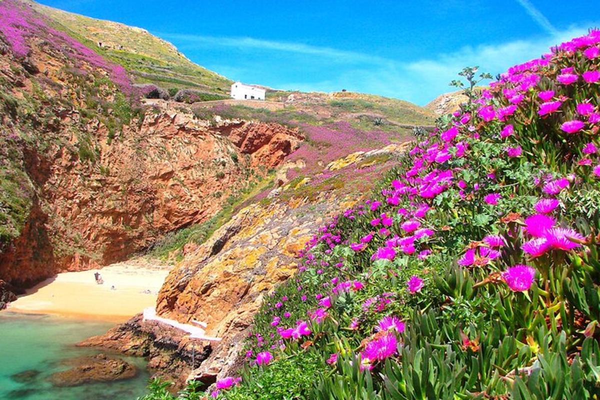un mazzo di fiori rosa su una collina vicino a una spiaggia
