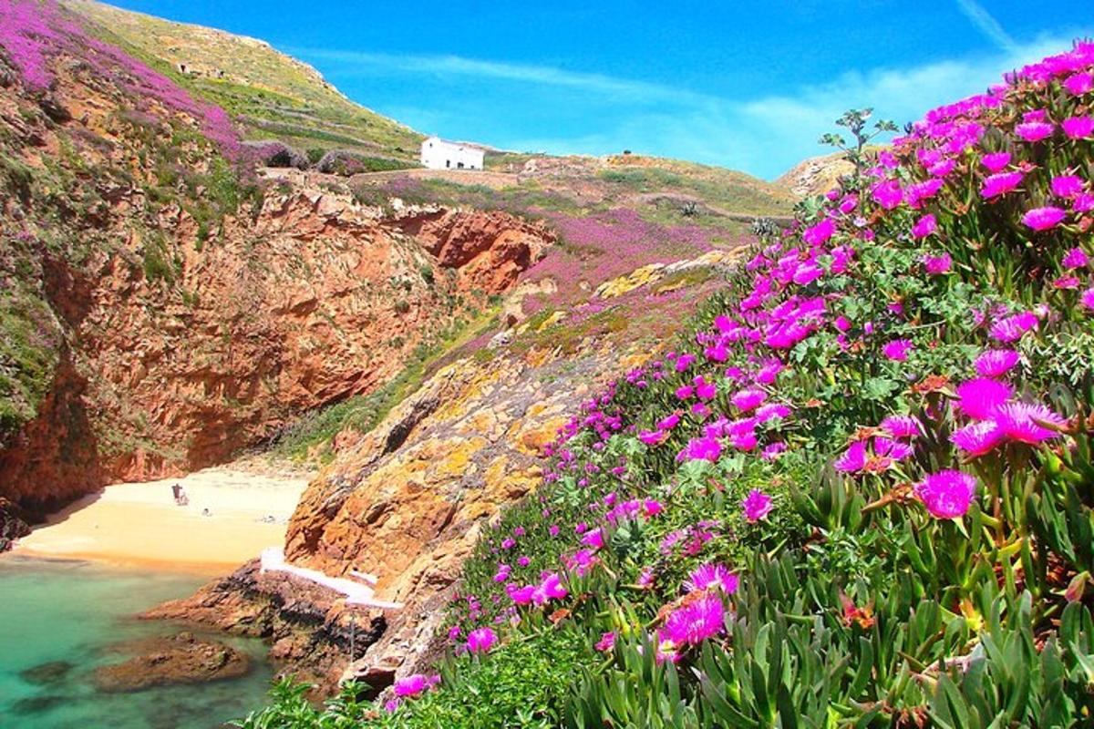 a bunch of pink flowers on a hill next to a beach