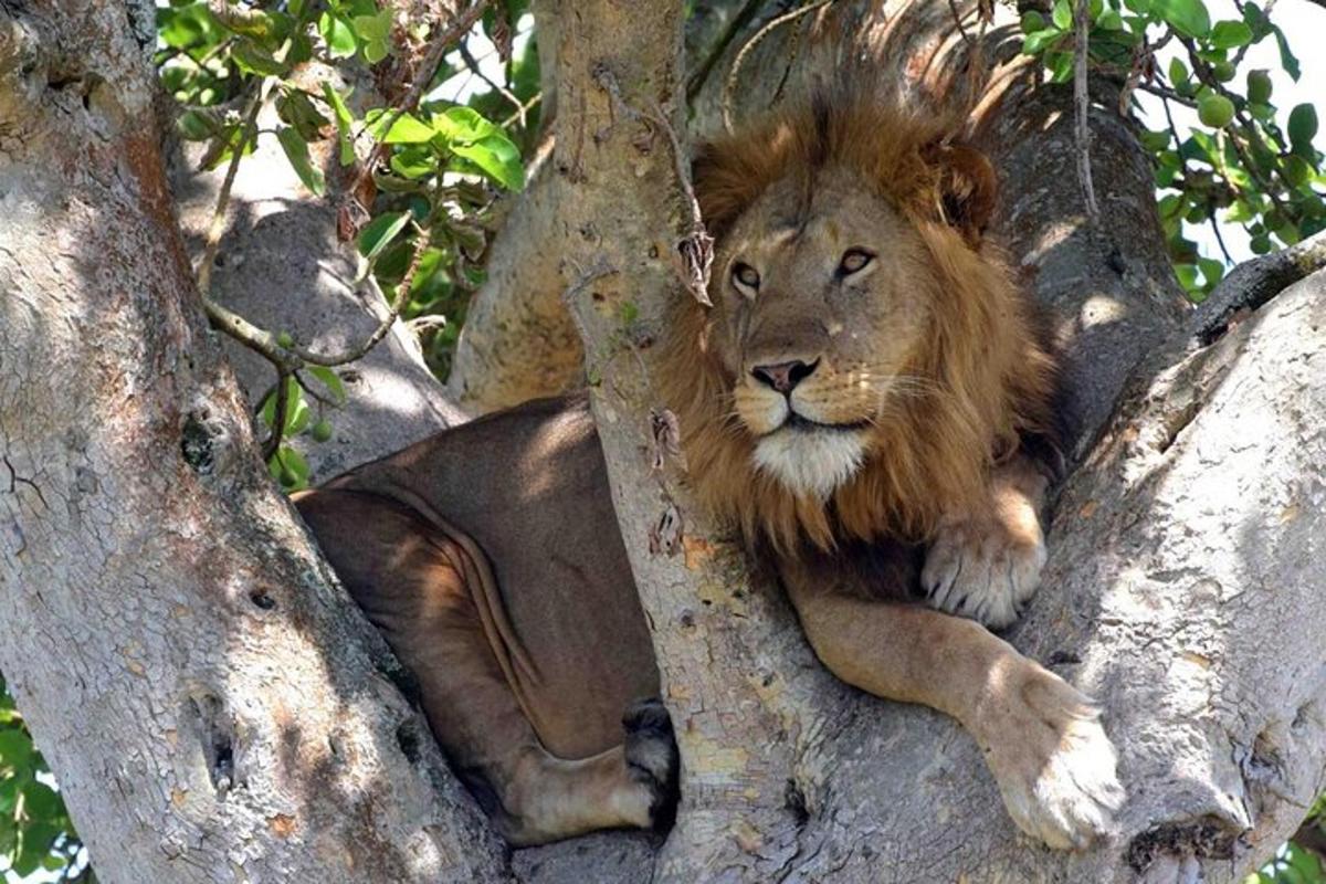 a lion is laying in a tree
