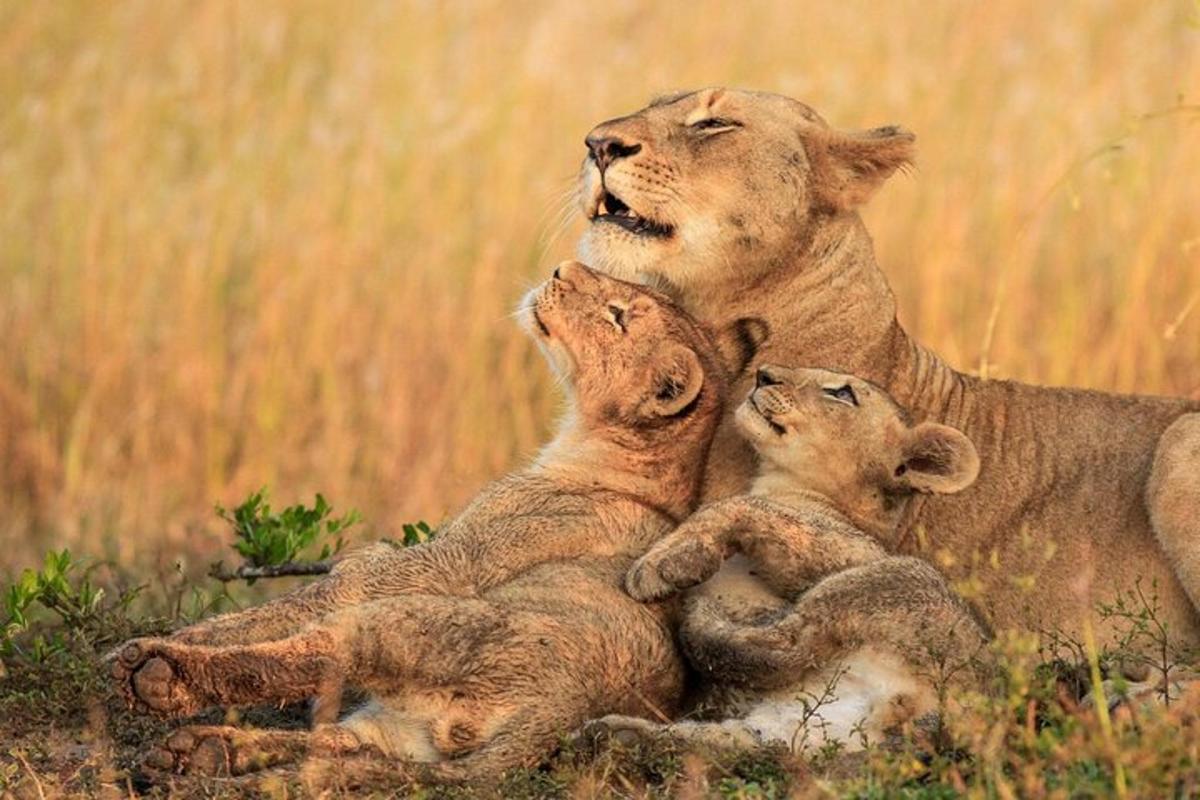 a lion with two cubs laying in the grass
