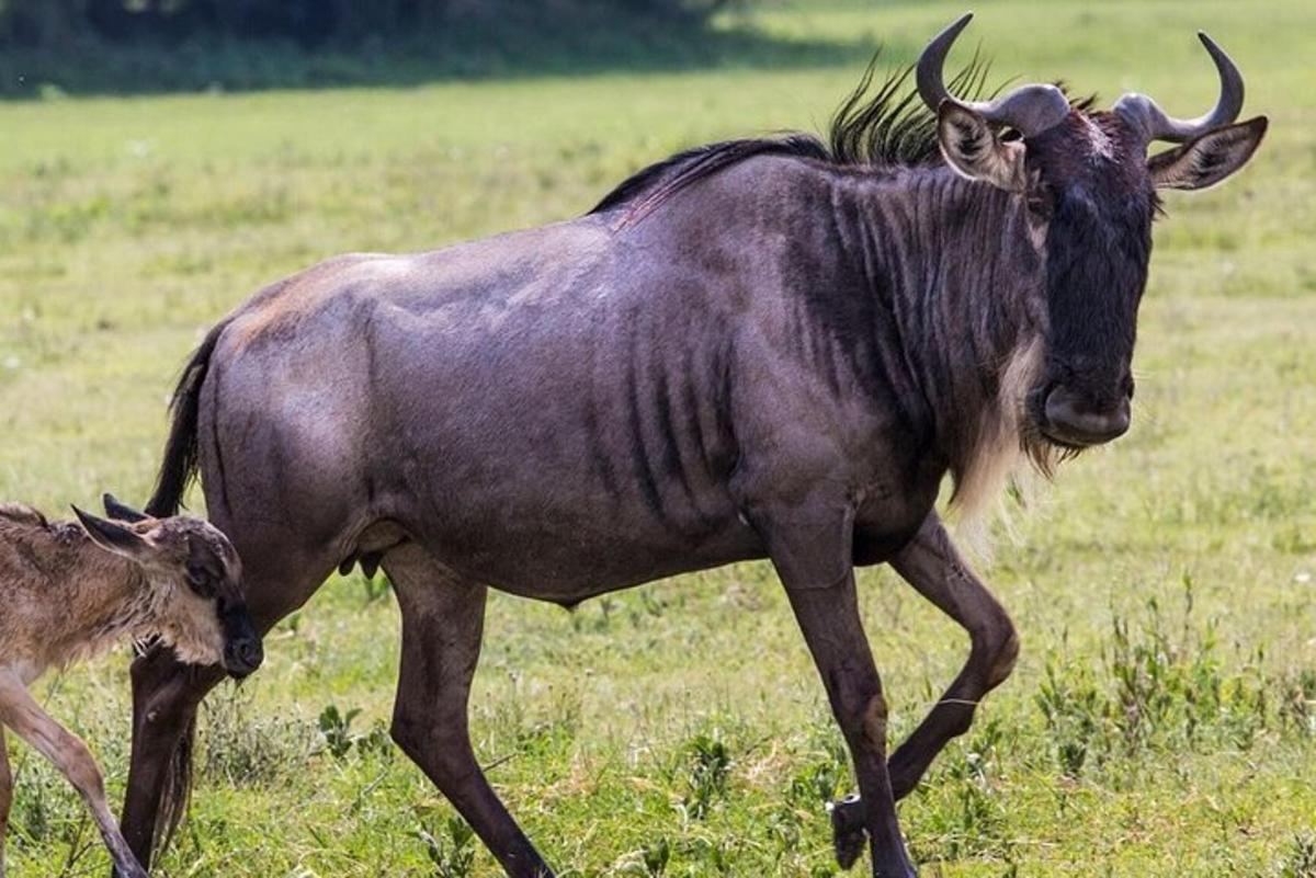 kráva a mládě zvířete procházející se po poli