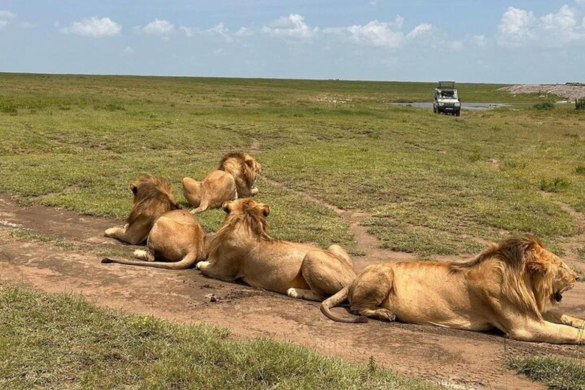 um grupo de leões deitados em uma estrada de terra