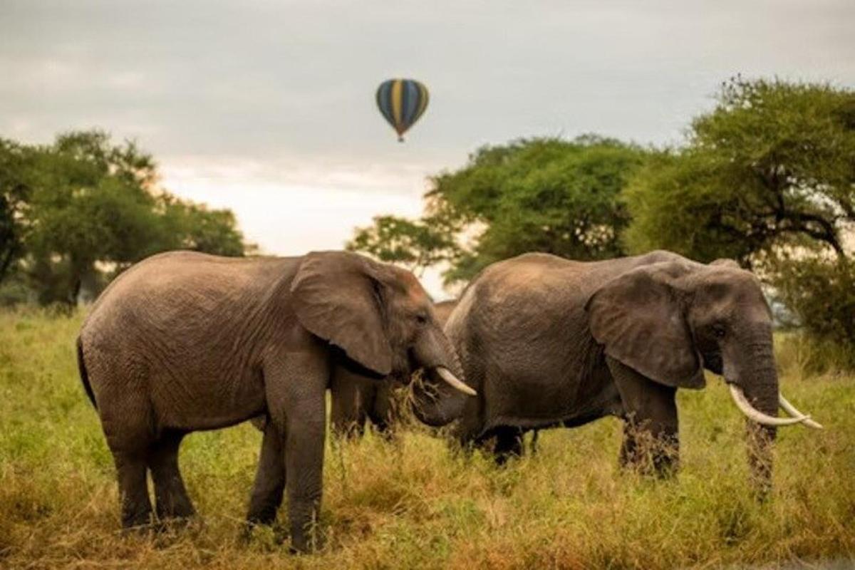 dua ekor gajah berdiri di padang dengan belon udara panas