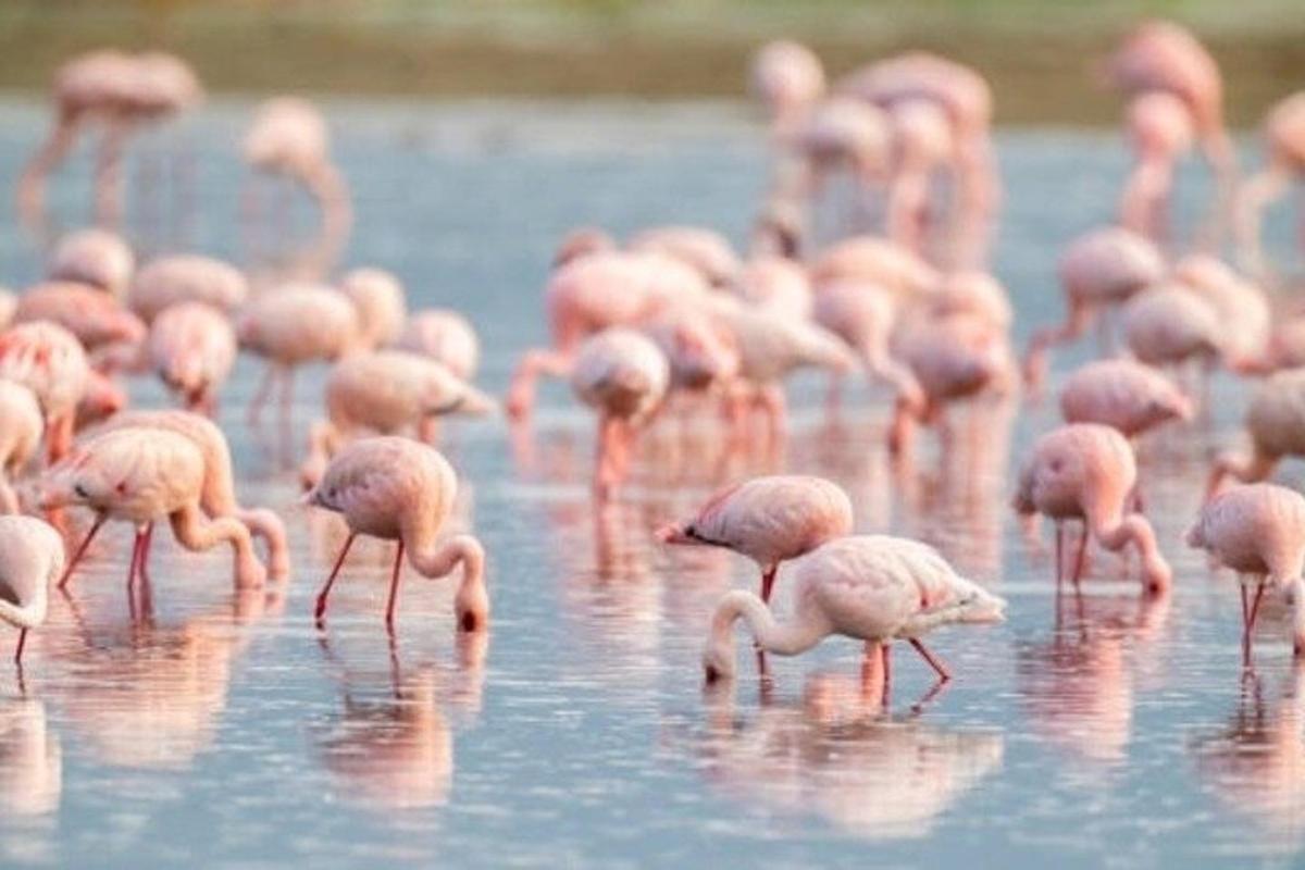sekawan flamingo merah jambu berdiri di dalam air