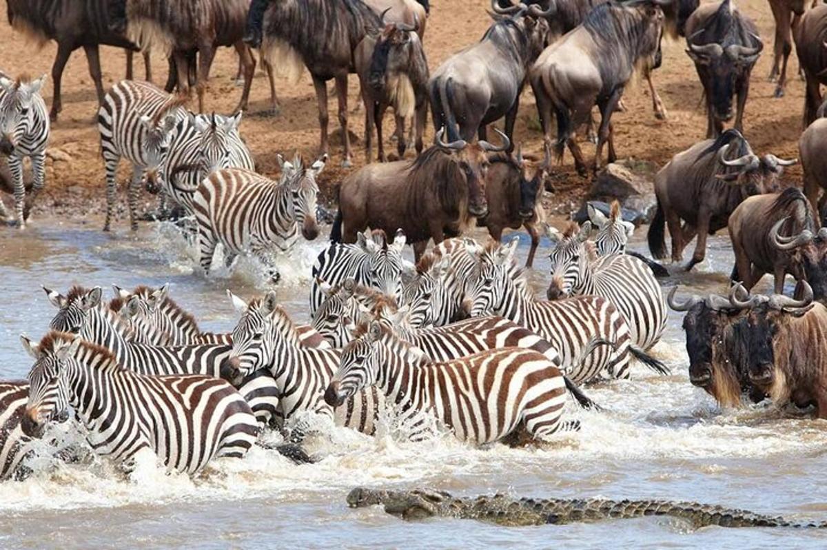 una mandria di zebre e altri animali che attraversano un fiume