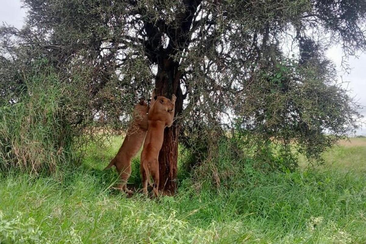 um leão parado ao lado de uma árvore em um campo