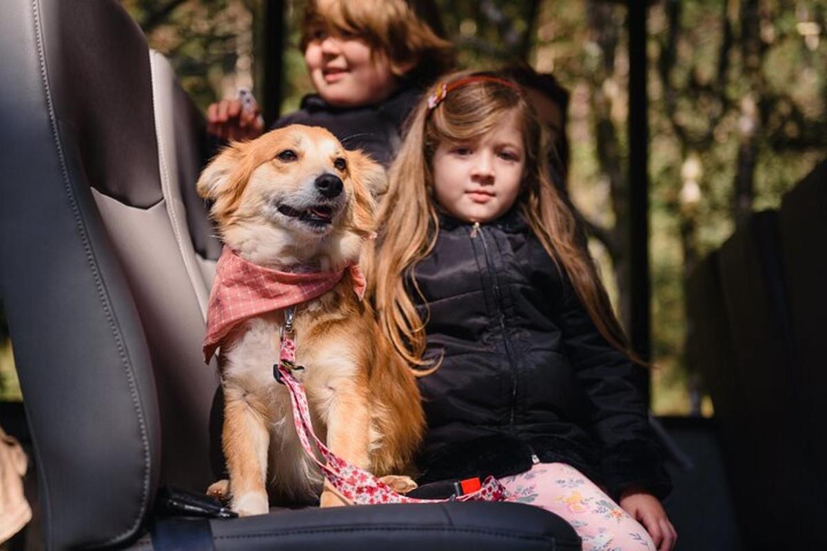 a little girl sitting next to a dog on a car