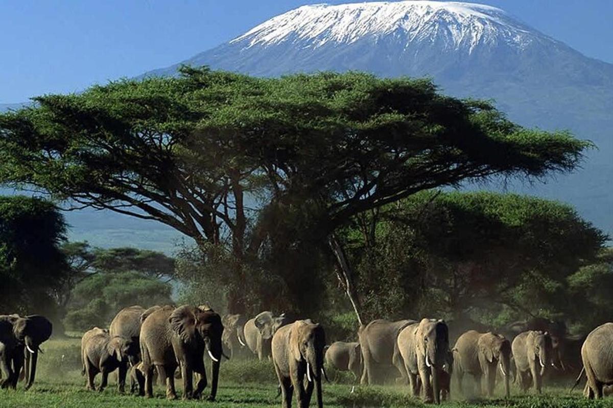 un ramat d'elefants caminant davant d'un arbre