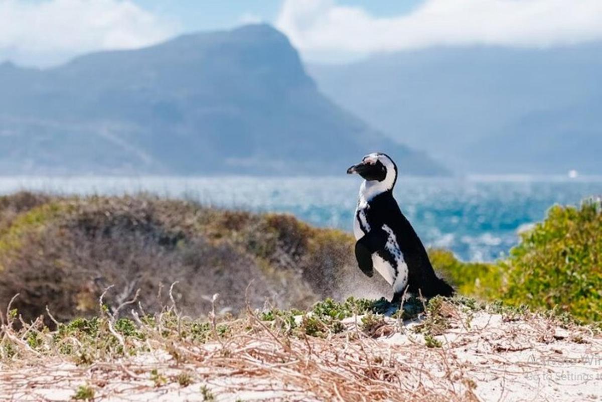 um pinguim em pé no topo de uma colina
