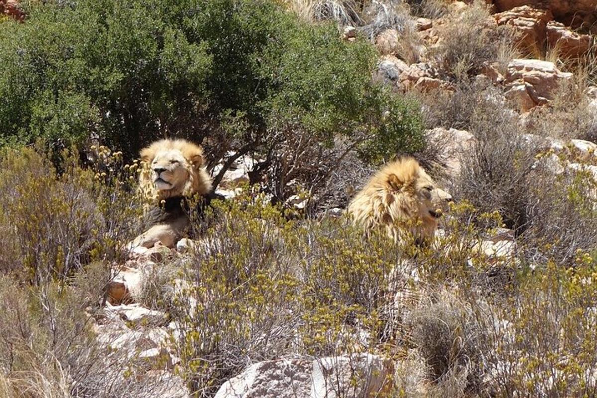 dois cães deitados na grama em uma montanha
