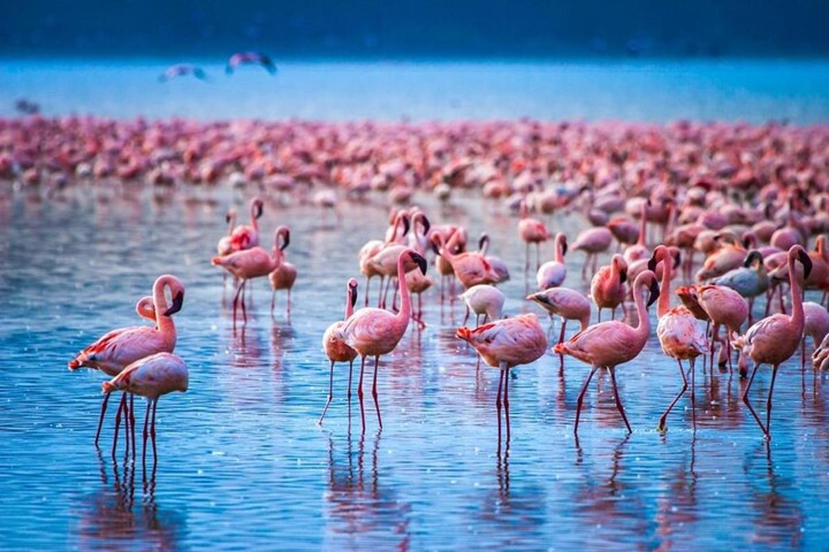 suuri parvi vaaleanpunaisia flamingoja seisoo vedessä