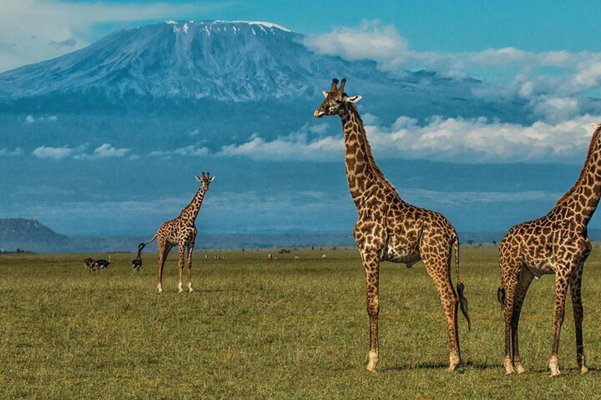 quatre girafes dempeus en un camp amb una muntanya al fons