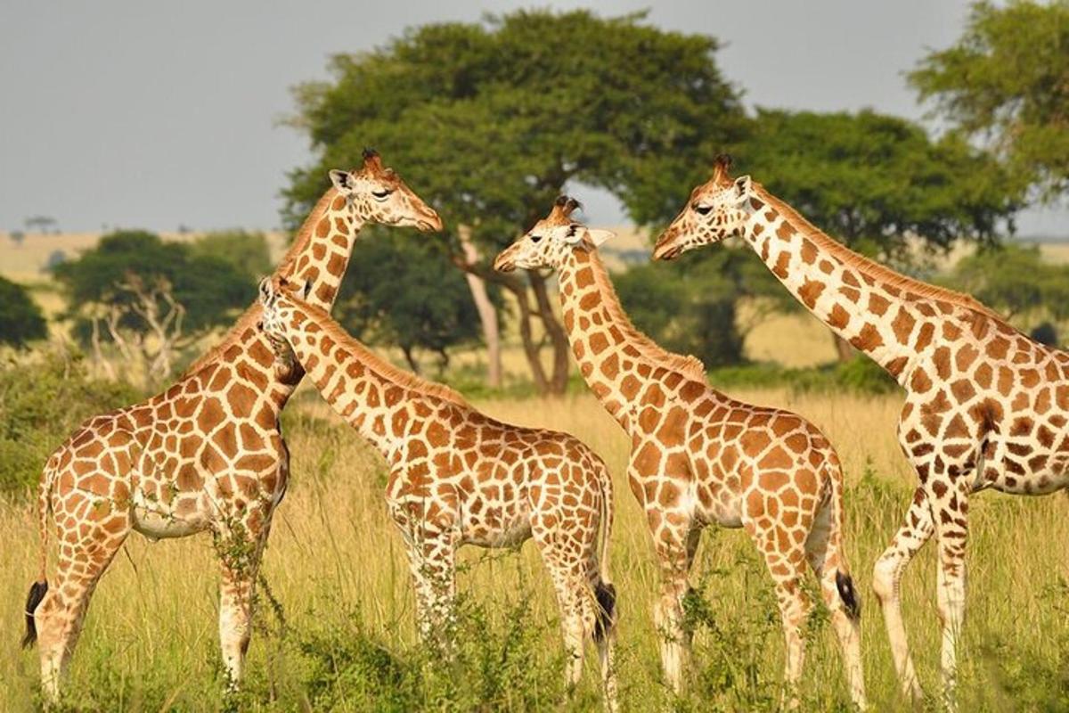 eine Gruppe Giraffen steht auf einem Feld