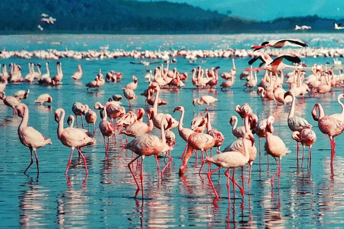 uno stormo di fenicotteri rosa che camminano nell'acqua
