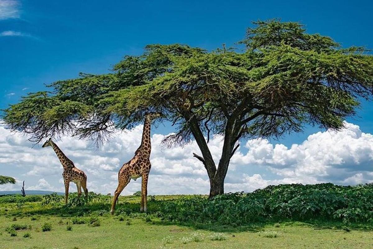 due giraffe sono in piedi accanto a un albero