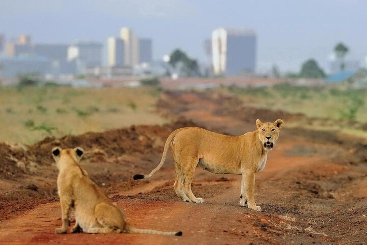 Una pareja de leones parados en un camino de tierra