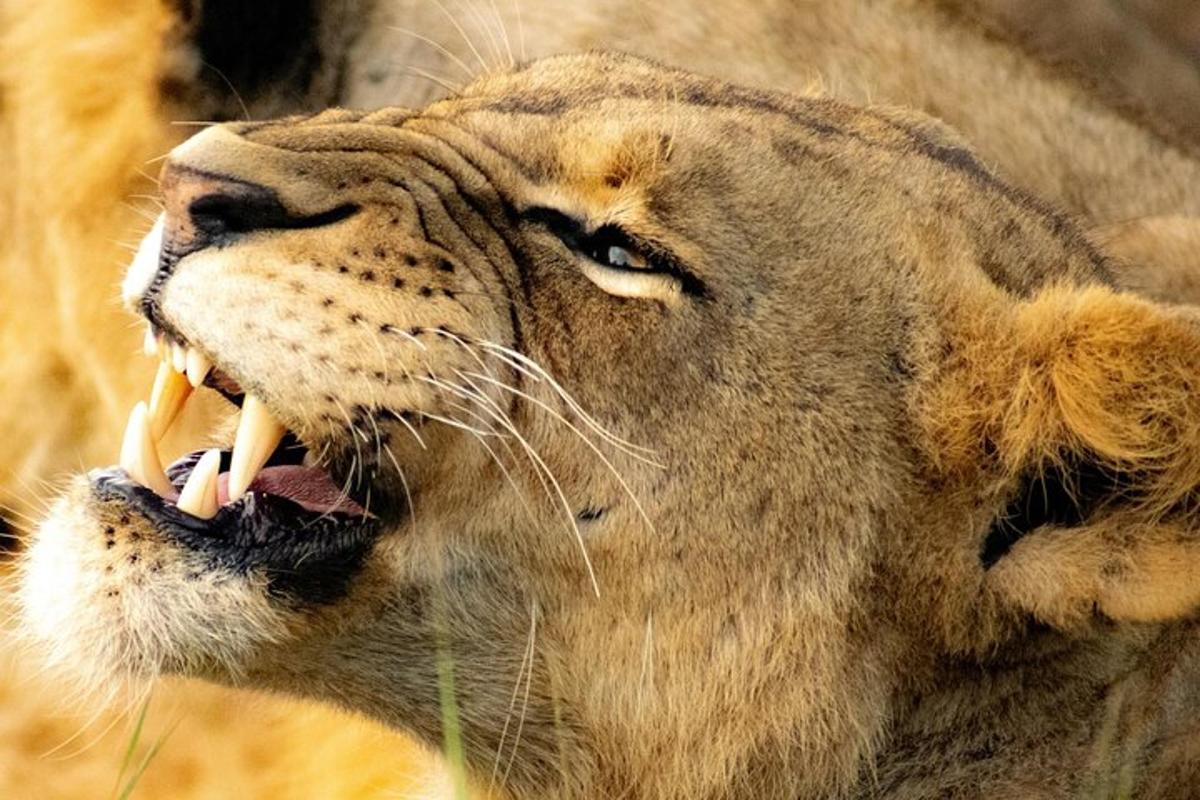 a close up of a lion with its mouth open