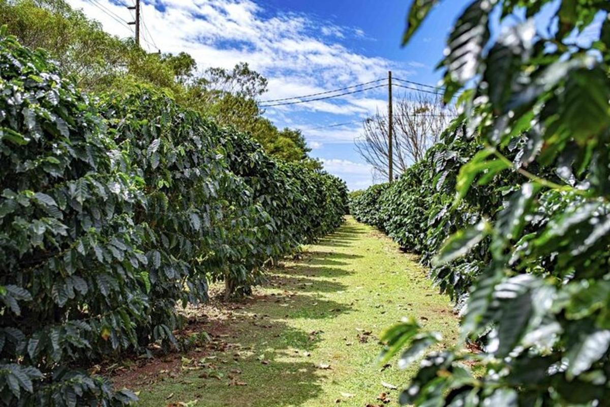 una filera de mangos en un camp
